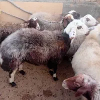 بره نر7ماهه|حیوانات مزرعه|کوهدشت, |دیوار