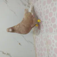 بهبونی|پرنده|شیراز, کرونی(خاتونک)|دیوار
