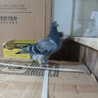 پرنده|پرنده|مشهد, طبرسی شمالی|دیوار