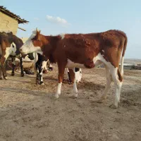 3راس تلیسه جنس خوب|حیوانات مزرعه|اینچه برون, |دیوار