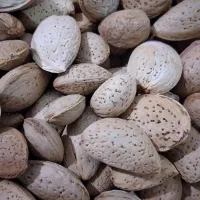 بادام سنگی کیلویی ۴۷۰ هزار