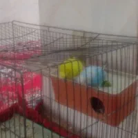 مرغ عشق|پرنده|مرودشت, مسجد رسول‎|دیوار