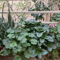 گل و گلدان قیمت پایین|گل و گیاه طبیعی|کرج, حسن آباد|دیوار