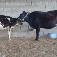 گاو جرسی آبستن با گوساله ماده هلوشتاین