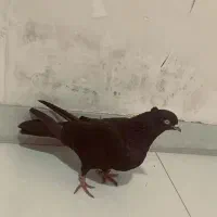 زاغ خاصا قزقین|پرنده|ایلخچی, |دیوار