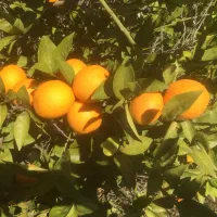 استخدام نیروی کار