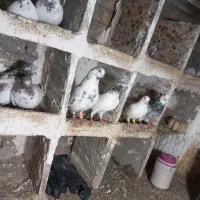 تهرانی پرشتی سالم بالاگرد