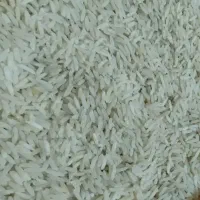 برنج  فجر سوزنی 90روزه