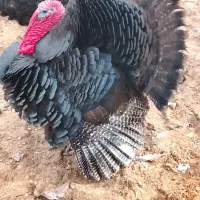 بوقلمون محلی