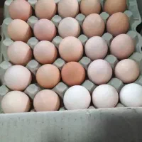 پخش تخم مرغ محلی