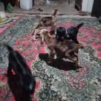 کره تاک دوقلو شیرخوره