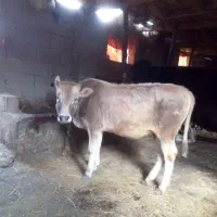 گاو.. گوساله ماده جرسی|حیوانات مزرعه|املش, |دیوار