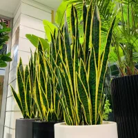 فروشنده و تزیینکار گل و گیاه