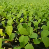 اجاره گلخانه احمد آباد مصدق