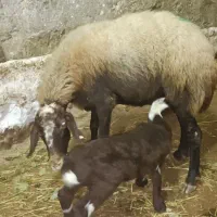 سه راس گوسفند با بره|حیوانات مزرعه|گهواره, |دیوار