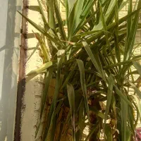 گل یوکا سرسبز وقشنگ|گل و گیاه طبیعی|رباطکریم, شهرک والفجر|دیوار