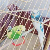 سه عدد مرغ عشق