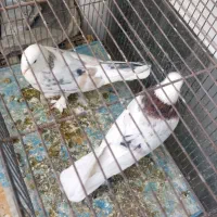 کبوتر پشت سرور هما اتیقه