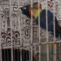 کوتوله رنگ خاص