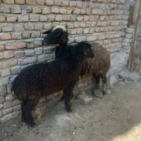 میش افشاری شال