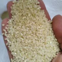 برنج کامفیروزی اصل حیدری درجه یک به شرط...|عمدهفروشی|کامفیروز, |دیوار