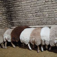 بره نر|حیوانات مزرعه|باخزر, |دیوار