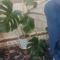 گل زیبا