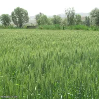 سه هکتار زمین زراعی