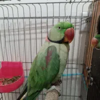 شاه طوطی مولد سخنگو|پرنده|سبزوار, کهنه آب|دیوار