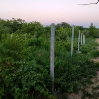 باغ صفا ۵ من در آهق