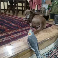 پرنده خانگی