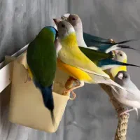 فنچ گلدین|پرنده|تبریز, |دیوار