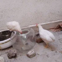 جوجه