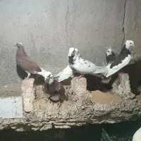 کبوتر|پرنده|میناب, |دیوار