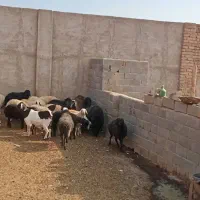 گوسفند‌فروش‌باقصاب