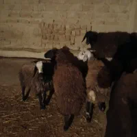 بره ماده|حیوانات مزرعه|دشتابی, |دیوار