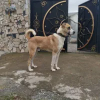 خراسانی میکس آلابای