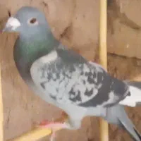کفتر پرشی|پرنده|بیرجند, |دیوار