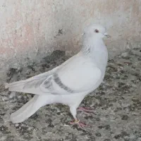 کبوتر رنگه مقبول و چند تا صید پرشی|پرنده|مشهد, دانشجو|دیوار