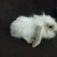 بچه خرگوش لوپ|موش و خرگوش|سیرجان, |دیوار