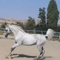 اسب عرب خالص دو سر وارداتی نریون|اسب و تجهیزات اسب‌سواری|تهران, پاسداران|دیوار