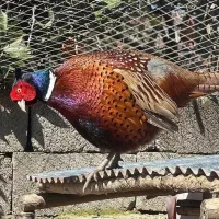 مرغ و خروس آمریکایی زینتی ۷ ماهه نر و ماده