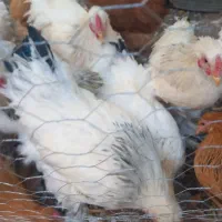 فروش خروس برهما|حیوانات مزرعه|یزد, |دیوار