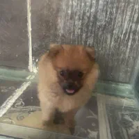 سگ پامر|سگ|بندرعباس, |دیوار