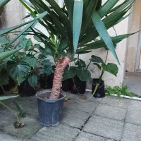 یوکا و بابا آدم قلبی|گل و گیاه طبیعی|آمل, |دیوار