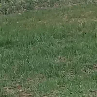 بذرگندم فروشی