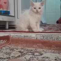 گربه پرشین ۲ ماهه|گربه|تبریز, |دیوار