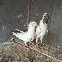 نرماده پرشی|پرنده|اردکان, |دیوار