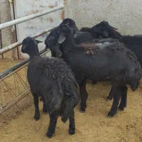 ۶ راس بره ماده قره قزل