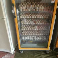 دستگاه جوجه کشی قیمت 25000|ماشینآلات صنعتی|کوه چنار, |دیوار